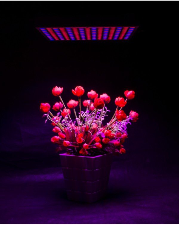 Grow light-Lotus-45W