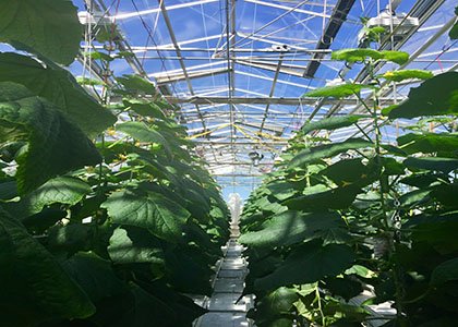 Greenhouse cucumber planting