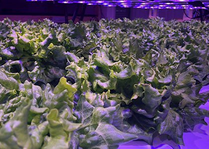 Green house lettuce