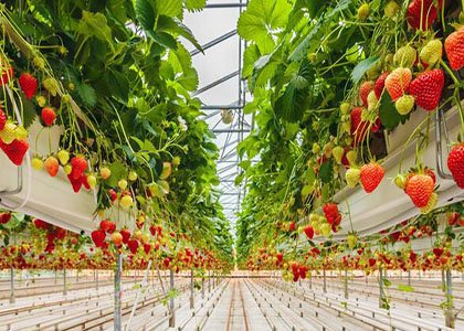 Growing strawberries in greenhouse