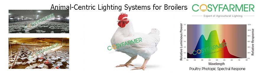 Broiler Poultry Lighting