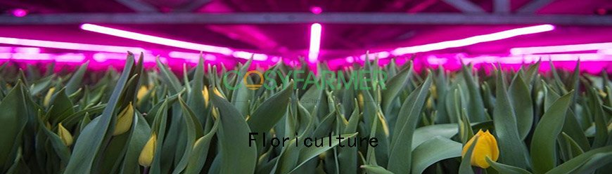 Floriculture