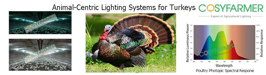 Turkey Poultry Lighting