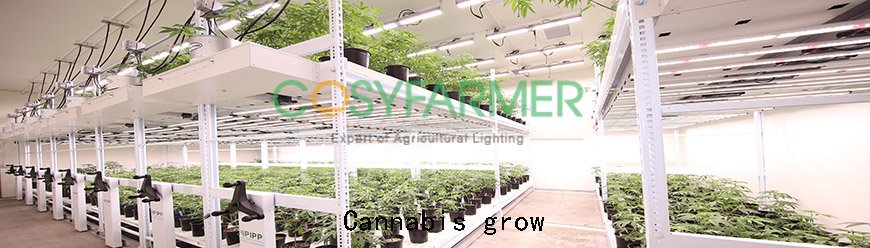 Cannabis grow